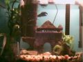 Betta- Siamese fighting fish (Named William)