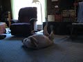 my dog having a siezure