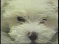 dogentertainmentaudiocd thetippystory maltesedogs