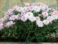 Recibi Flores Hoy - Mariano Osorio