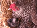 Broody hen with chick Broody hen with chick