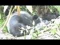 Gorillas