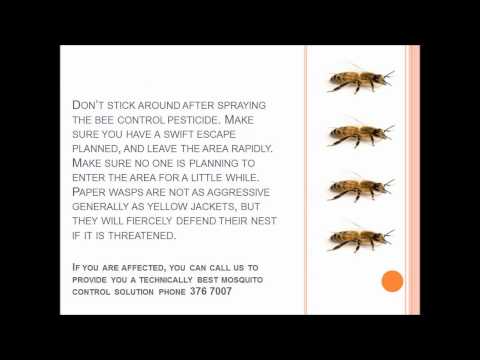how to get rid of wasps nz