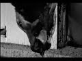 Animal Rights // Go Vegan // ALF