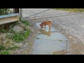 Toy Yorkshire Terrier - Mischling sucht ein Zuhause