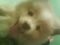 Harley pome mordelon