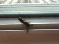 Fly style