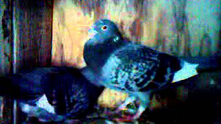 adana yerli güvercin videoları 3