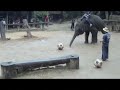 Olifant film van Jip