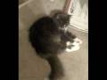 videos de Grandmother's Cajun French Voicemail