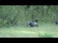 Wild Turkeys