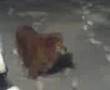 videos de Cinnabon in the Snow