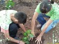 reforestacion
