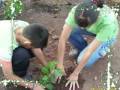 reforestacion