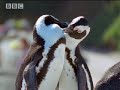 Penguin lovelife - African Penguins - BBC wildlife Penguin lovelife - African Penguins - BBC wildlife
