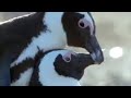 Penguin lovelife - African Penguins - BBC wildlife