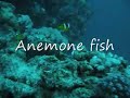 Lighthouse reef, Dahab