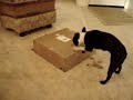 Boston Terrier opens our packages for us