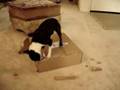 Boston Terrier video