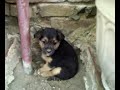 Bellissimi cuccioli Bellissimi cuccioli