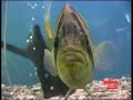 dats siamese tiger fish part 8