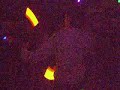 Ultras - Griever givin a lightshow, Ange in the Circle Ultras - Griever givin a lightshow, Ange in the Circle