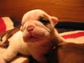 Bulldog puppies!