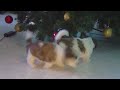 Cachorros Lhasa Apso