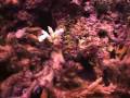 videos de Coral Bleaching