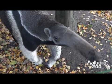 Zoo Denmark - Welcome to Aalborg Zoo In the heart of North Jutland in Denmark. In this movie you can meet a few of our animals one afternoon in the autumn. But about1600 a...