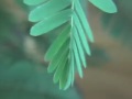 TickleMe Plant - An Ultra Sensitive Plant