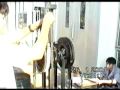 Stirling engine 600cc