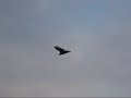 Volando Alto, en el Cielo de Verano Volando Alto, en el Cielo de Verano