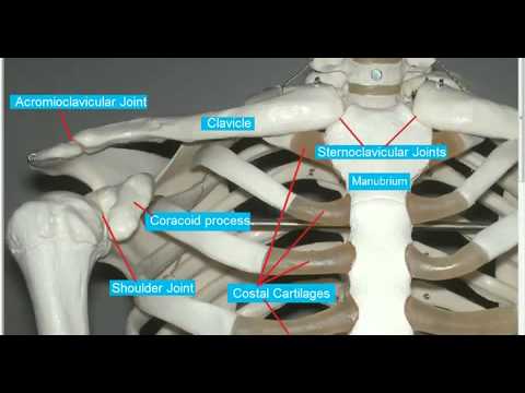 clavicular - http://www.anatomystudyguide.com/ Bones discussed: Clavicle Acromion Process Coracoid Process Manubrium Glenoid Fossa of Scapula Humerus Joints discussed: St...