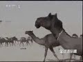 قناة CCTV الصينية تعرض خبراً عن مزاين الابل التي حدثت مؤخرا ً في شهر شوال 1428هـ  .