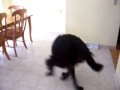 dog doing a sumersault dog doing a sumersault