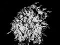 WORM EATEN CONSEQUENCES/quercus serrate