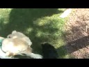 Ziggy & Bode playing with Cooper