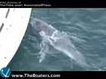 181: Fire Extinguishers, Baby Whale, Wrino & Bazooka Bailer