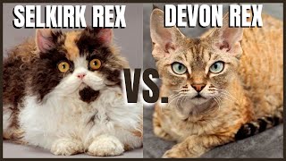 Selkirk Rex Cat VS. Devon Rex Cat