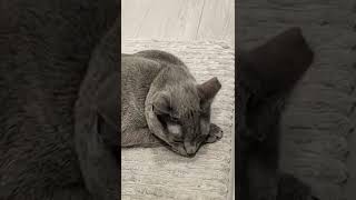 Bubbles the cat feels depressed. I think  I am going bald! Russian Blue.
