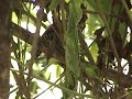 PICA-PAU-ANÃO-BARRADO Picumnus cirratus