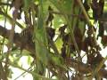 videos de PICA-PAU-ANÃO-BARRADO Picumnus cirratus