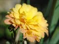 Morning has Broken - Cat Stevens (Spring/Lente)