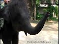 Elephants Playing in Thailand