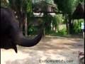 Elephants Working and Playing in Thailand