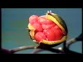 科学映像館 空を飛ぶ種子 鳥による種子散布 トベラ /クロガネモチ