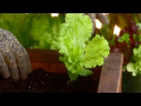 how to start a vegetable patch