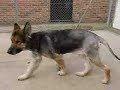 Max - German Shepherd Dog - Available for Adoption