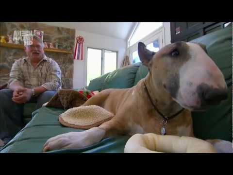 bullterrier